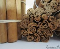 Cinnamomum-zeylanicum